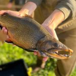 trout-featured-ct-fish-game-1584x485