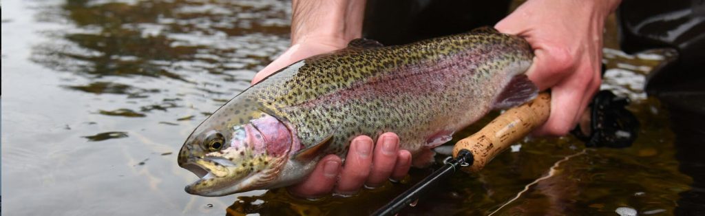 Massachusetts Begins Spring Trout Stocking