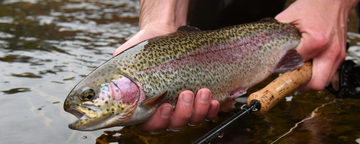 trout-stocking-featured-ma-fisheries-wildlifer-1584x485