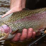 trout-stocking-featured-ma-fisheries-wildlifer-1584x485
