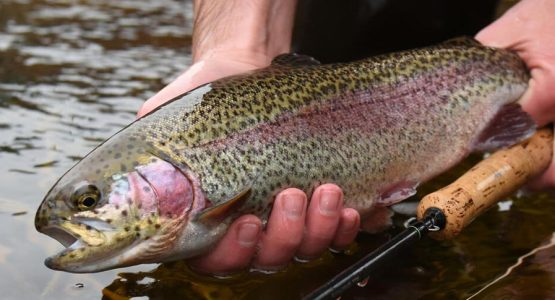 trout-stocking-featured-ma-fisheries-wildlifer-1584x485