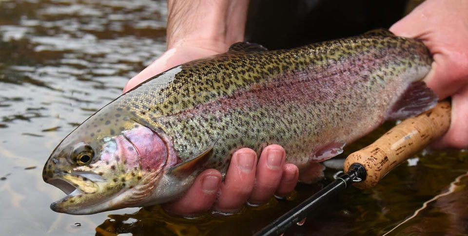trout-stocking-featured-ma-fisheries-wildlifer-1584x485