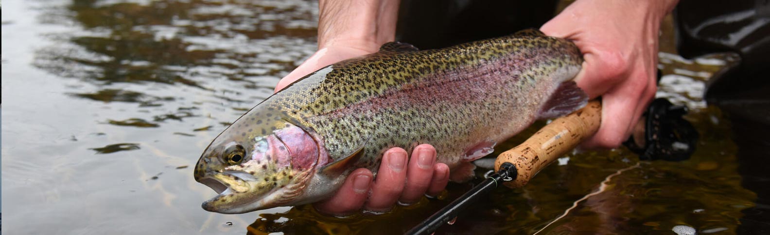 trout-stocking-featured-ma-fisheries-wildlifer-1584x485
