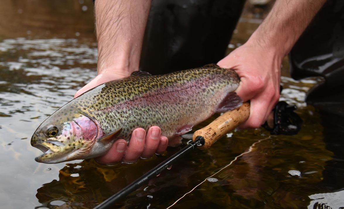 trout-stocking-photo-ma-fisheries-wildlife