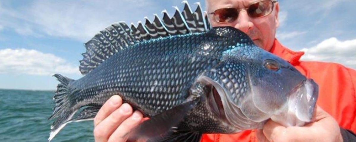 fishing-westport-black-sea-bass-tr-featured-1584x485