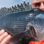 fishing-westport-black-sea-bass-tr-featured-1584x485