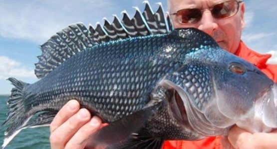 fishing-westport-black-sea-bass-tr-featured-1584x485