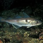 haddock-noaa-fisheries