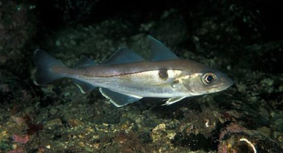 haddock-noaa-fisheries
