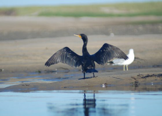 pamet-harbor-tr-double-crested-cormorant