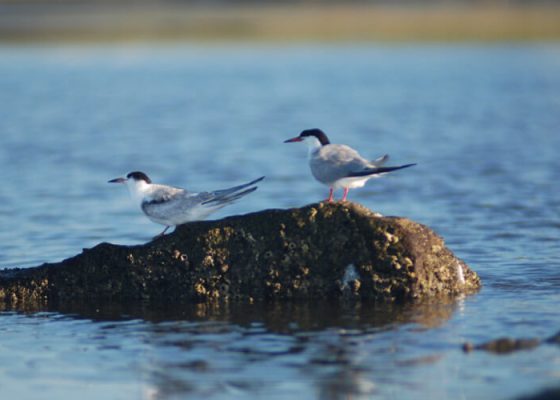 pamet-harbor-tr-terns