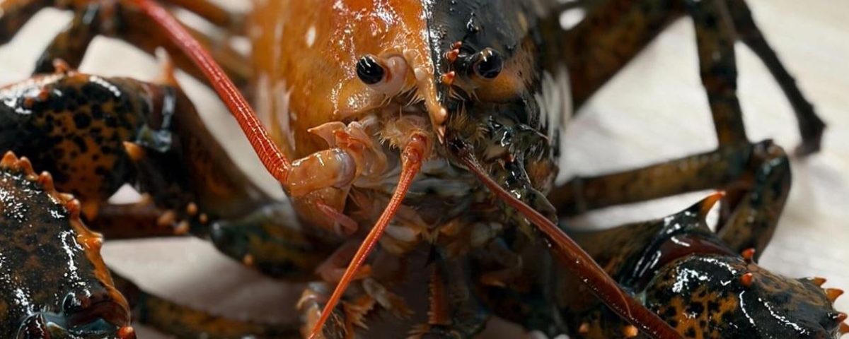 split-lobster-wellfleet-lobster-featured-1584x485