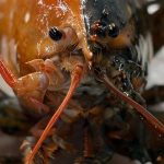 split-lobster-wellfleet-lobster-featured-1584x485