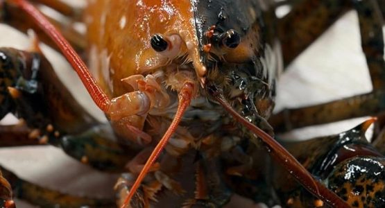 split-lobster-wellfleet-lobster-featured-1584x485