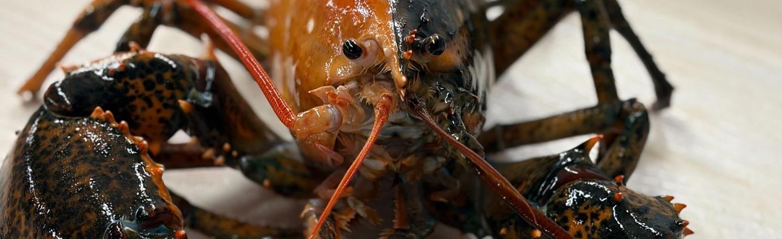 split-lobster-wellfleet-lobster-featured-1584x485
