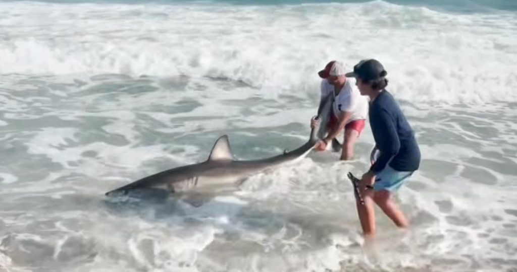 Great White, Great Spectacle: Angler Hooks Shark Off Nantucket’s South Shore