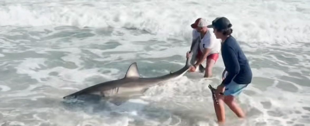 great-white-nantucket-video-capture
