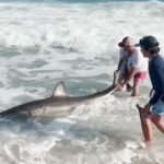 great-white-nantucket-video-capture