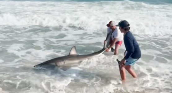 great-white-nantucket-video-capture