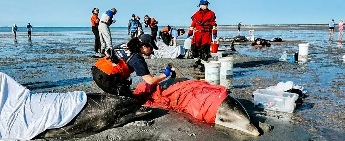 bottlenose-dolphin-stranding-cape-cod-ifaw-photo-091624