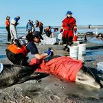 bottlenose-dolphin-stranding-cape-cod-ifaw-photo-091624