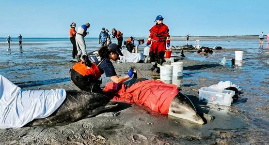 bottlenose-dolphin-stranding-cape-cod-ifaw-photo-091624