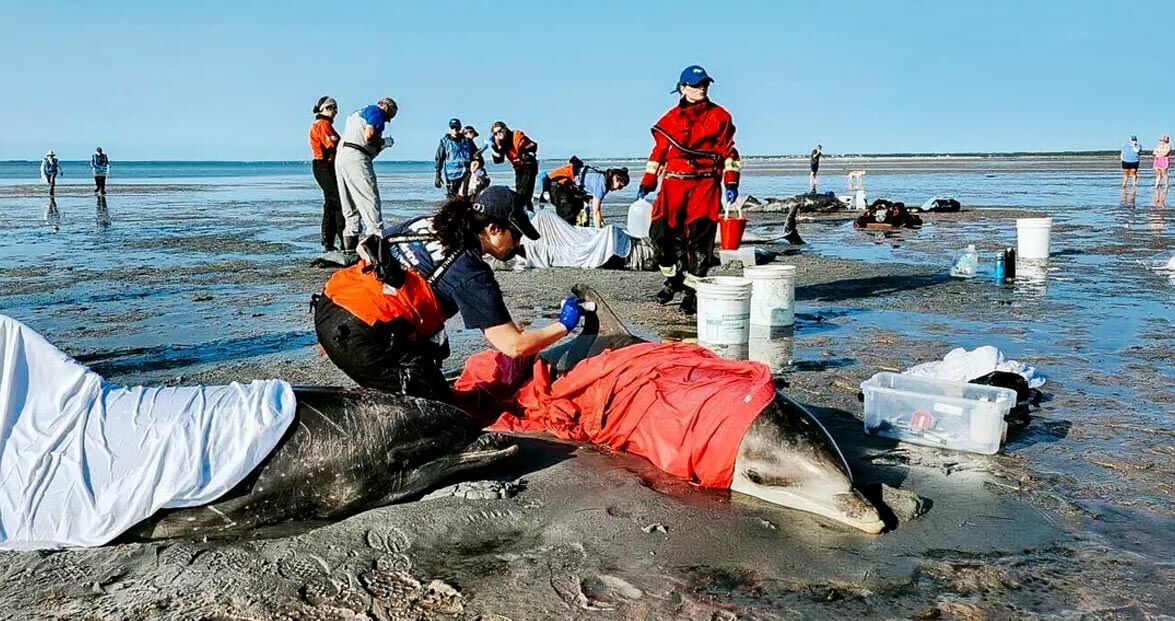bottlenose-dolphin-stranding-cape-cod-ifaw-photo-091624