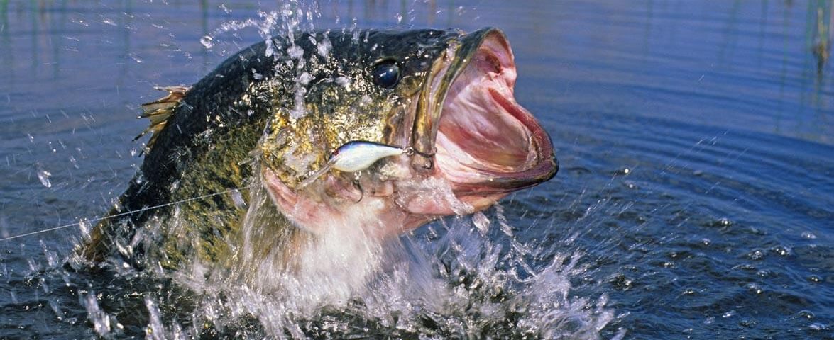 catching-a-bass-photo-westhillpondnorthwestctbassclub (1)