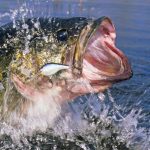 catching-a-bass-photo-westhillpondnorthwestctbassclub (1)