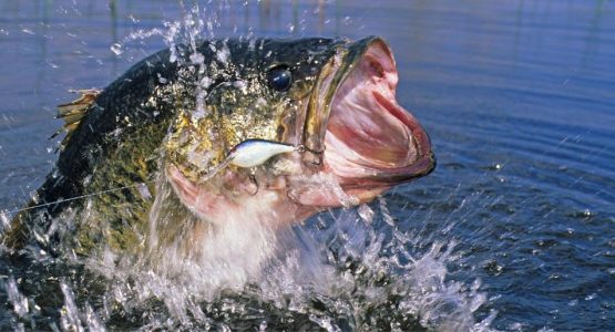 catching-a-bass-photo-westhillpondnorthwestctbassclub (1)