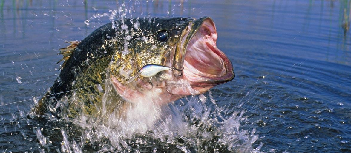 catching-a-bass-photo-westhillpondnorthwestctbassclub (1)