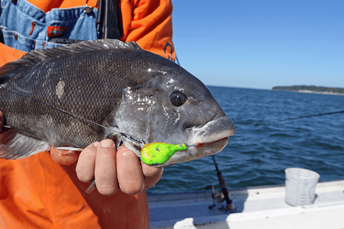 Blackfish, jig, Freedom