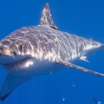 great-white-shark-wikimedia-commons