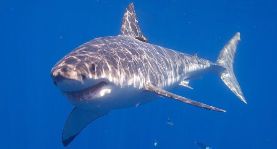 great-white-shark-wikimedia-commons