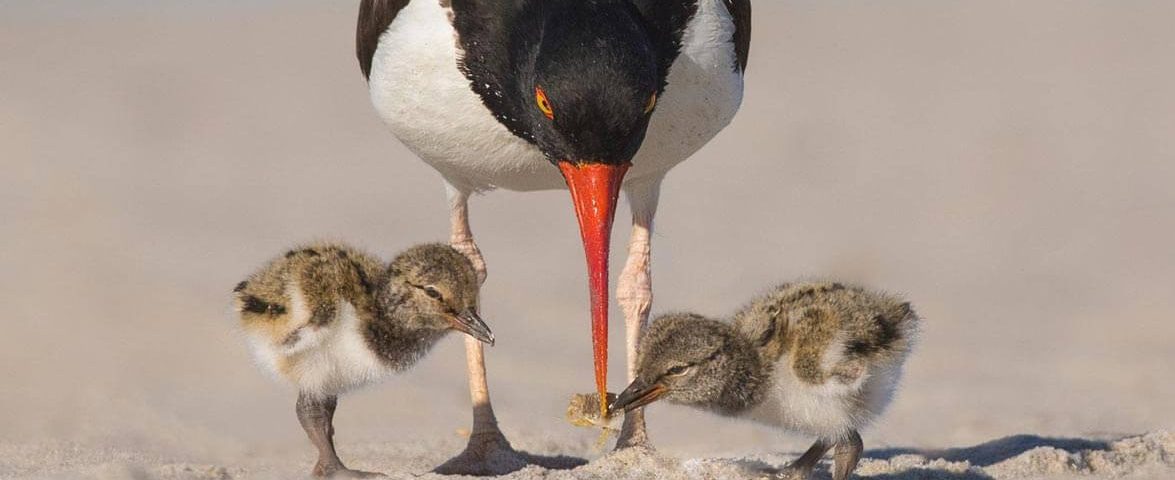 American oystercatcher feeding its four chicks on a sandy beach, showcasing parental care and natural coastal wildlife behavior.