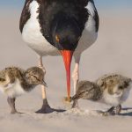 American oystercatcher feeding its four chicks on a sandy beach, showcasing parental care and natural coastal wildlife behavior.