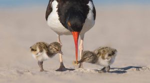 American oystercatcher feeding its four chicks on a sandy beach, showcasing parental care and natural coastal wildlife behavior.