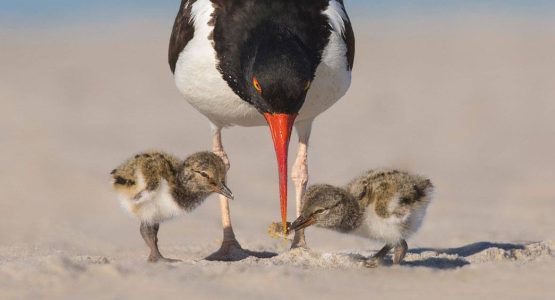 American oystercatcher feeding its four chicks on a sandy beach, showcasing parental care and natural coastal wildlife behavior.