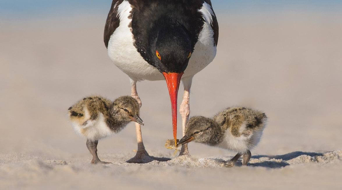 American oystercatcher feeding its four chicks on a sandy beach, showcasing parental care and natural coastal wildlife behavior.