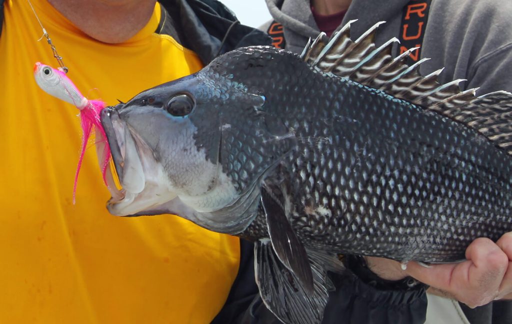 Rhode Island Black Sea Bass Limits Increase Sept. 1