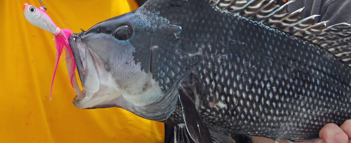black-sea-bass-photo-tom-schlichter