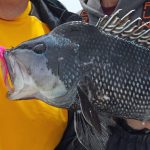 black-sea-bass-photo-tom-schlichter