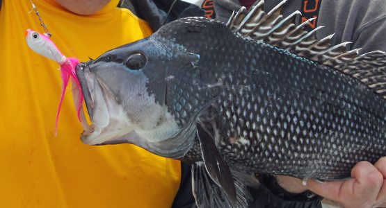 black-sea-bass-photo-tom-schlichter