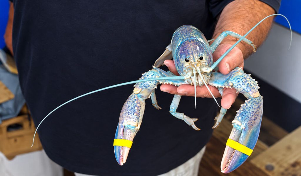 Rare Cotton Candy Lobster Caught Off Maine Coast
