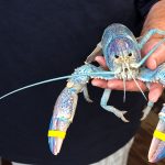 cotton-candy-blue-lobter-video-capture-ai-cleaned
