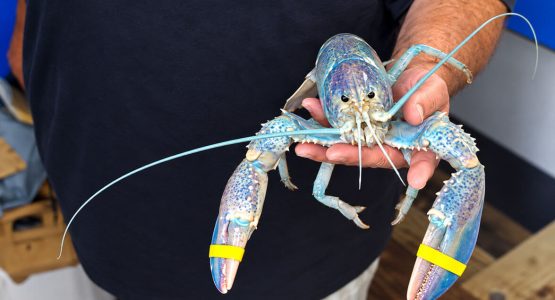 cotton-candy-blue-lobter-video-capture-ai-cleaned