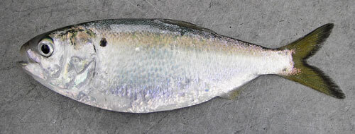 menhaden_credit_virginia_institute_of_marine_science