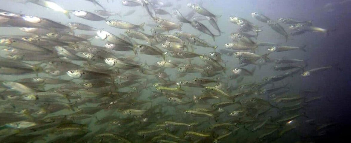 menhaden_schooling-jerry-prezioso_noaa