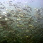 menhaden_schooling-jerry-prezioso_noaa