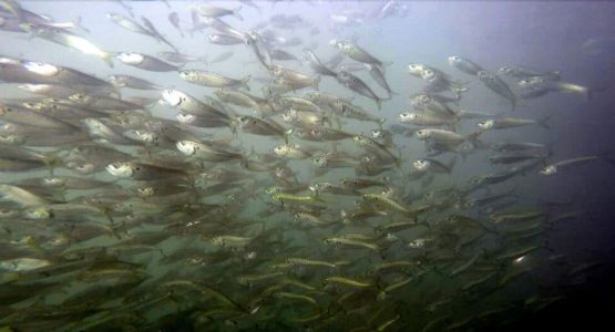 menhaden_schooling-jerry-prezioso_noaa